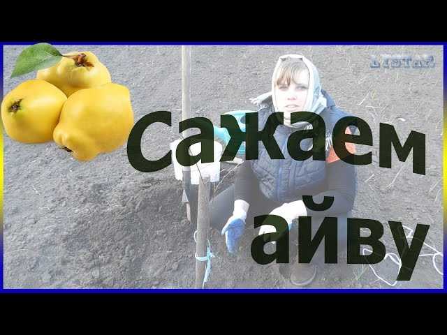 Выбор