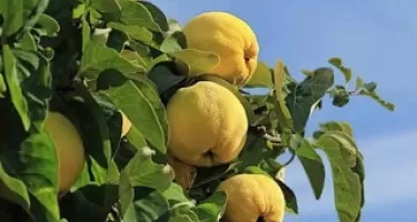 Выбор