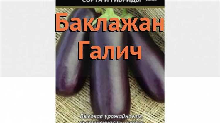 Баклажан