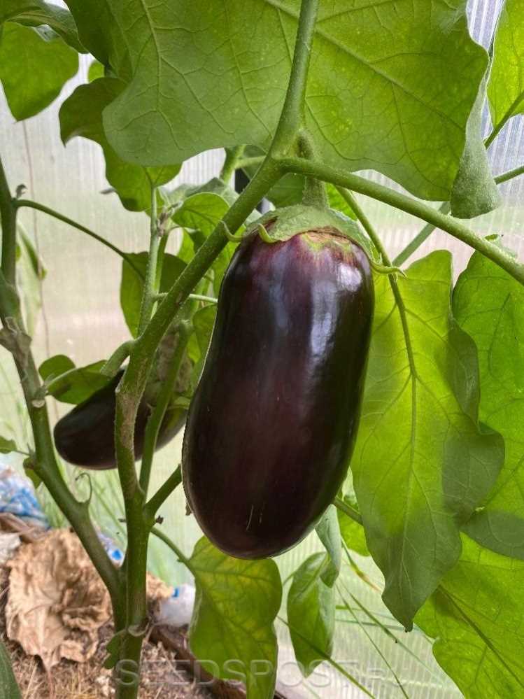 Результаты