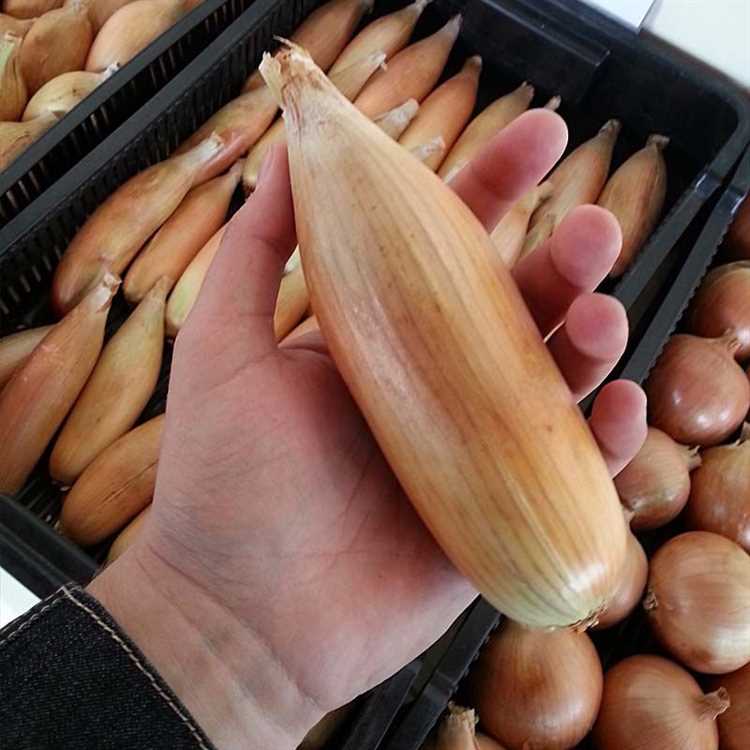 Главные