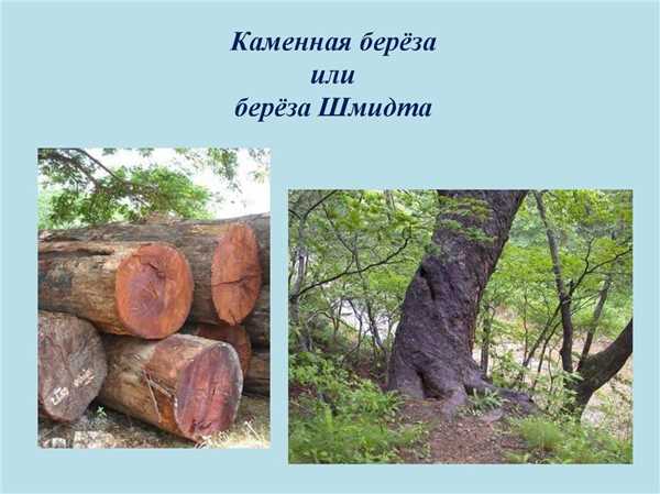 Береза