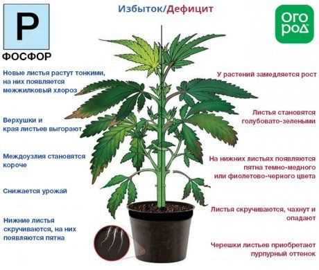 Фосфорное
