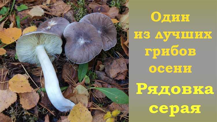 Грибы