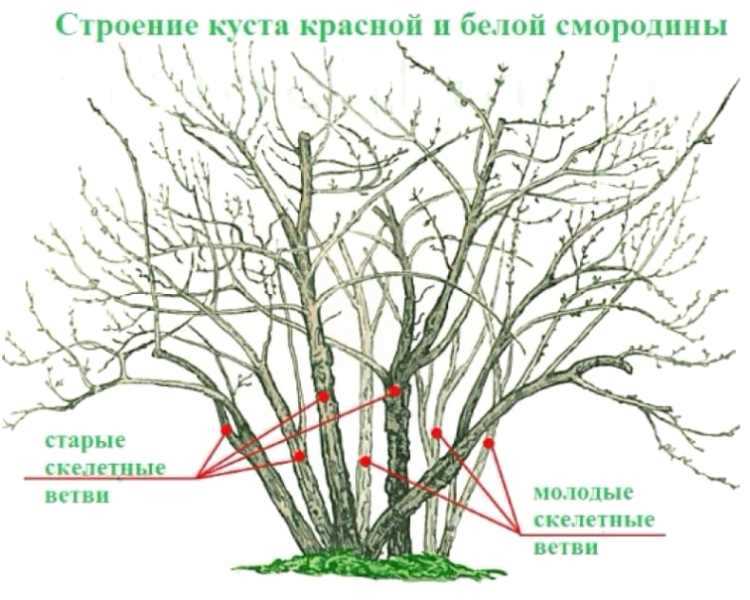 Основные