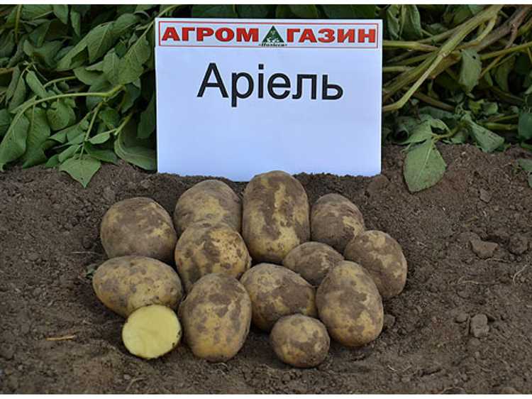 Рецепты