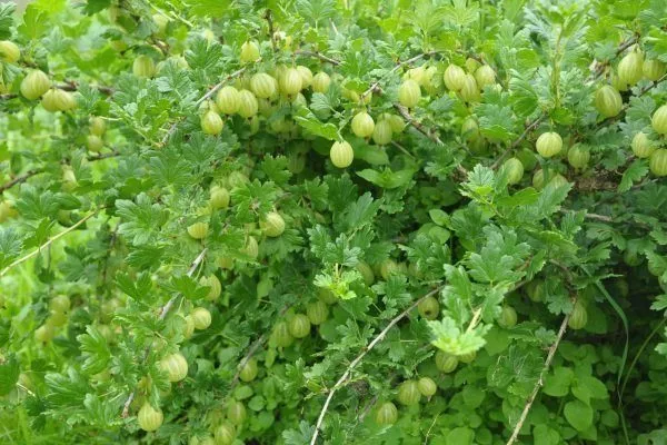 Вкус
