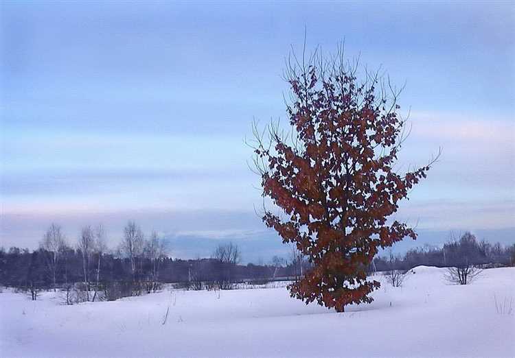 Листья,