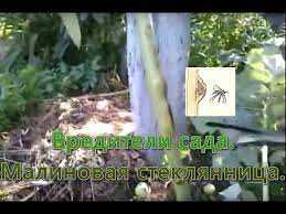 Малиновая