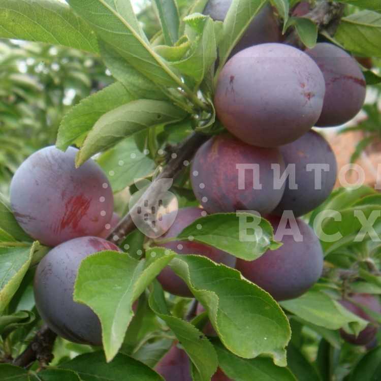 Манчжурская