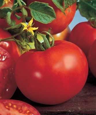 Вкус