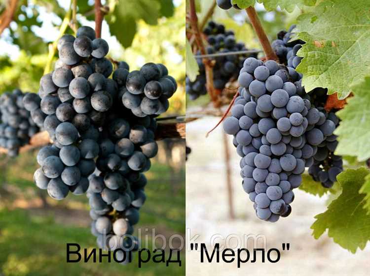 Виноград