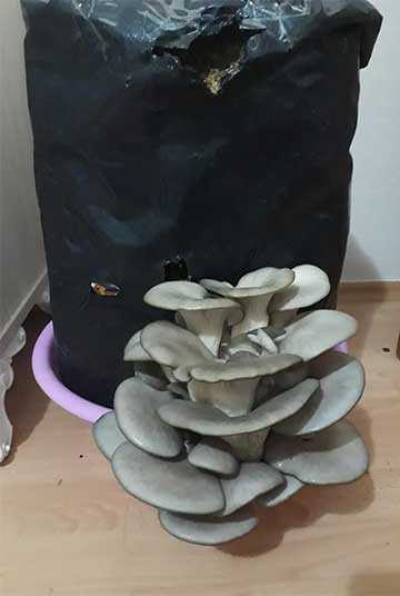Пластиковые