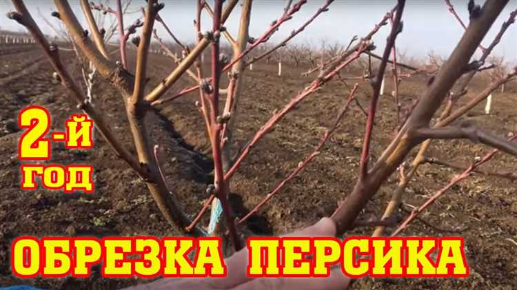 Персик:
