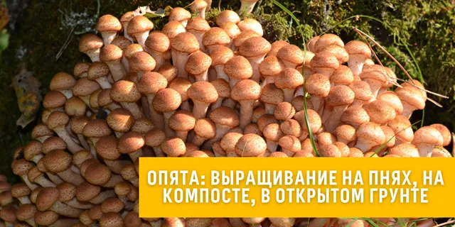 Выращивание