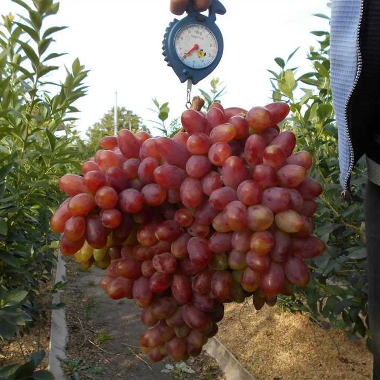 Особенности