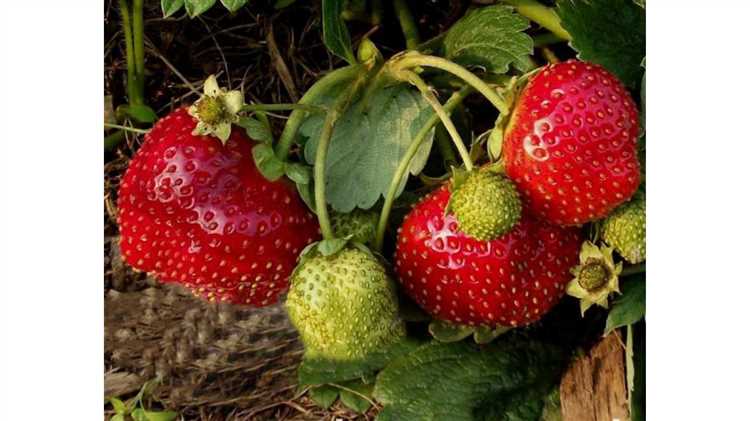 Каковы