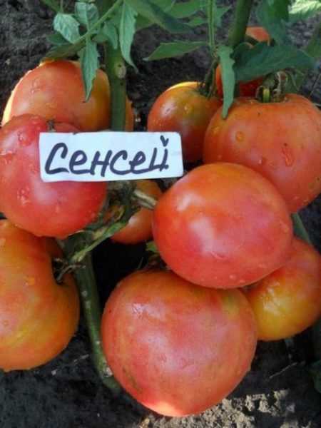 Высокая