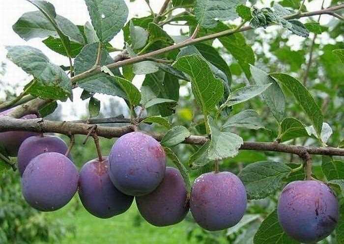 Плюсы