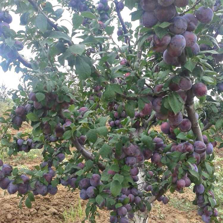 Советы