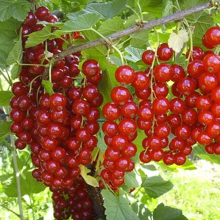 Вкусовые
