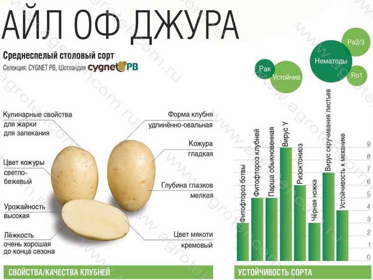Сорт