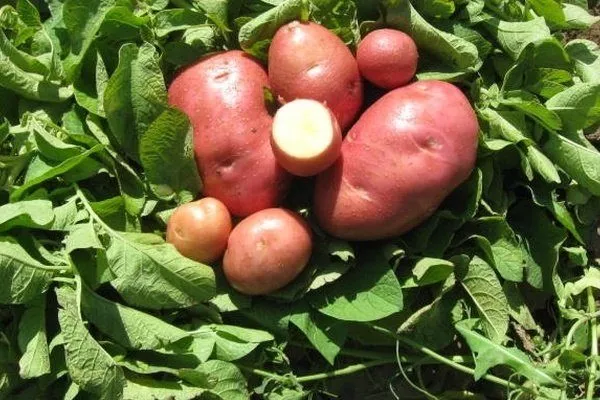 Сорт