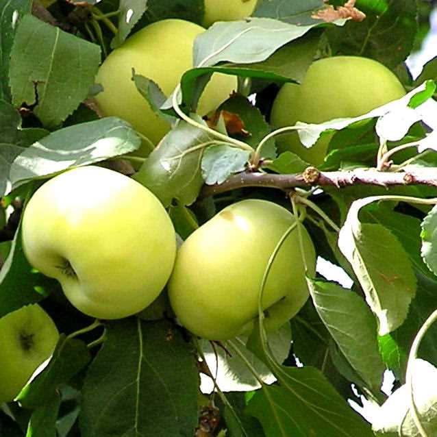 Характеристики