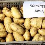 Сорт
