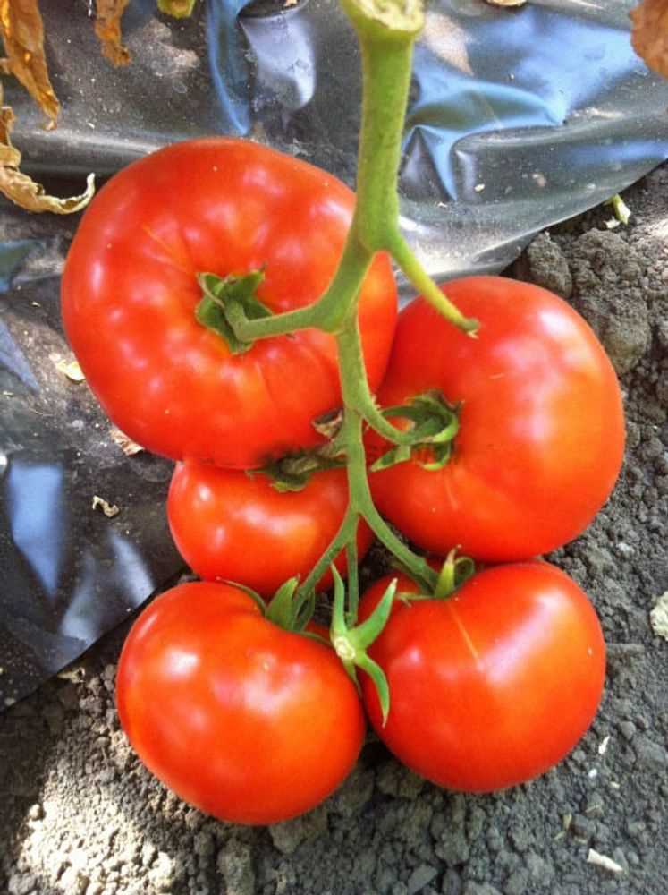 Селекционные