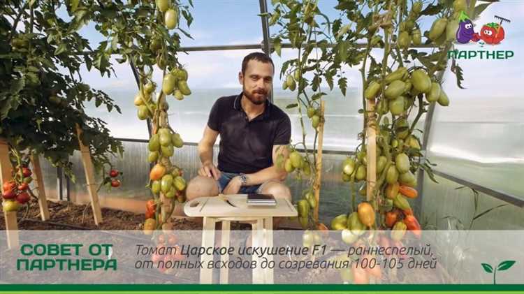 Томат