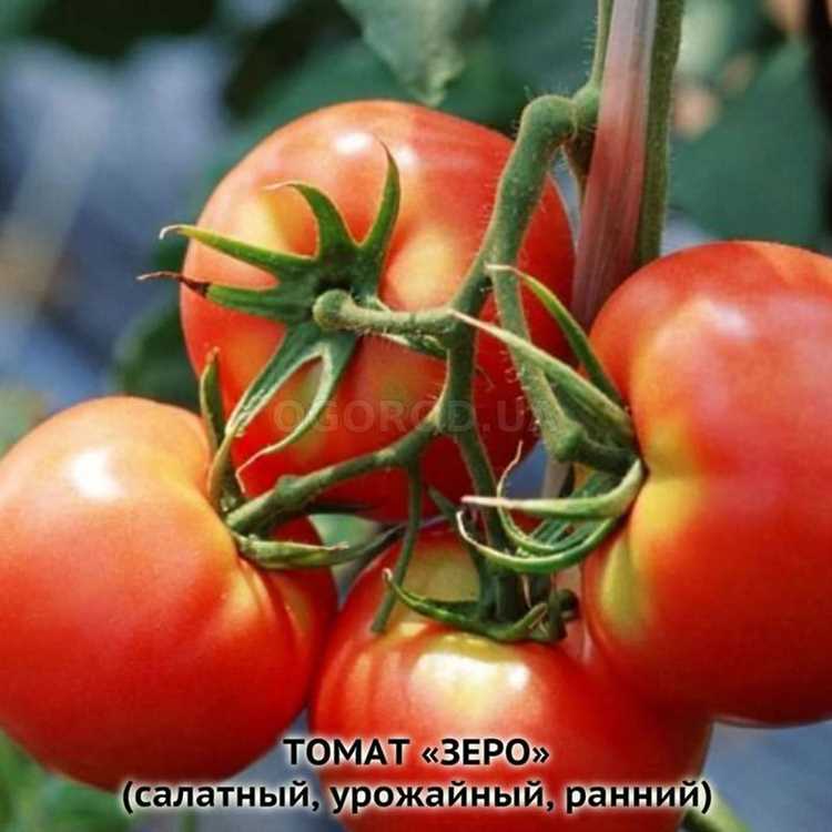 Томат