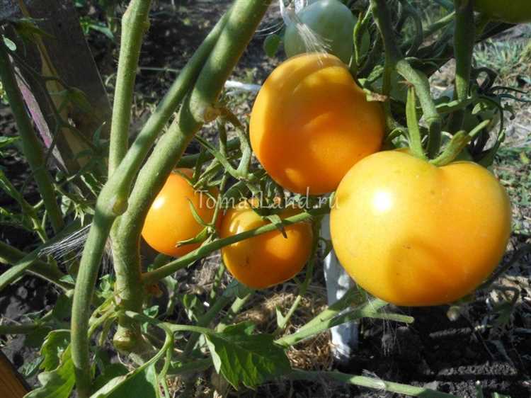 Томат