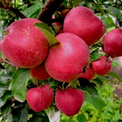 Правильный