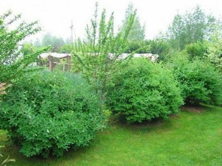 Несовместимость